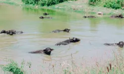 Mandalar ve sulak alanlar için festival