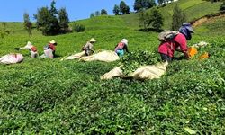 Yaş çay fiyatına ‘yetersiz’ tepkisi