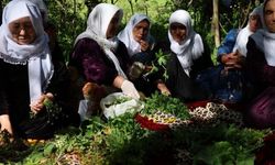Gevaş ilçesine bağlı Kayalar köyünde şifalı otlar atölyesi