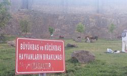 Sur'da tabela “yasak” diyor, inekler ise bildiğini okuyor!