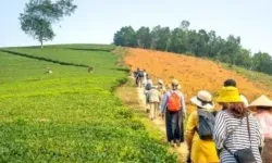 Tarladan sofraya eko-savunma: Agro-turizm