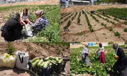 Ergani’de Kadın Komün Kent Bostanı’nda İlk Hasat