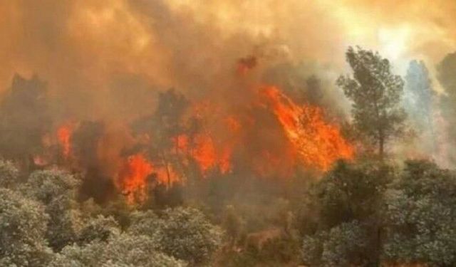 AFAD’tan orman yangınları açıklaması