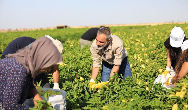 Dündar tarlada çalışan emekçileri ziyaret etti