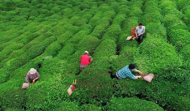 Rize'den çay taban fiyat tepkisi