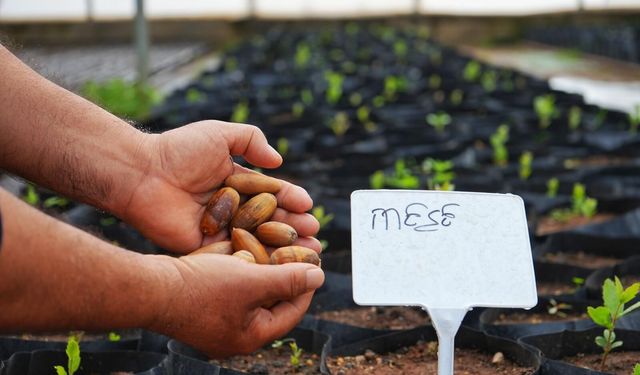 Kayapınar Belediyesi kırsal mahallelere meşe fidesi dikecek