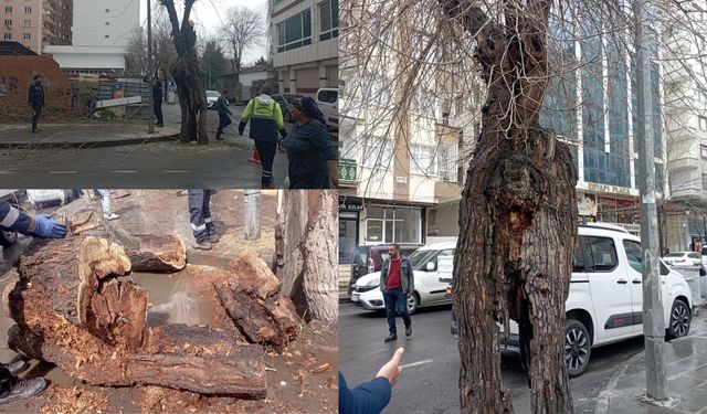 Yenişehir’den riskli ağaç için kesim açıklaması