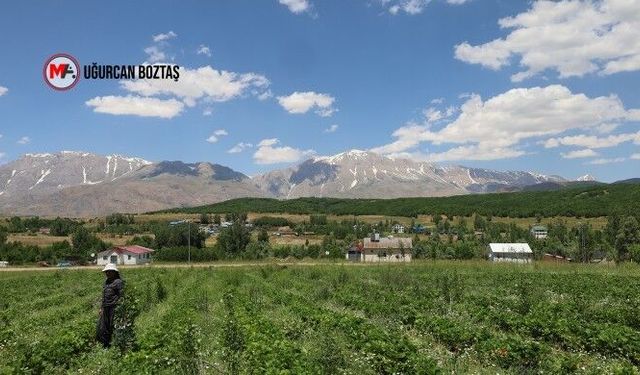Munzur Dağları’nda çilek üreterek iş olanağı sağlıyor