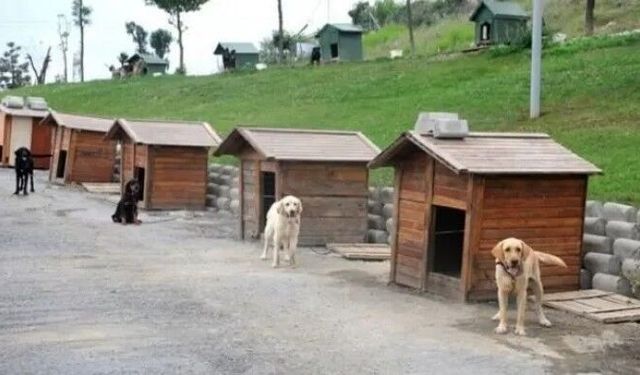 ‘Katil NATO için hayvanların toplatılmasını kabul etmiyoruz’