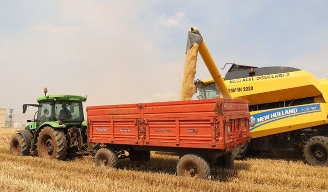 Mezopotamya Ovası'nda çiftçi de biçerci de dertli