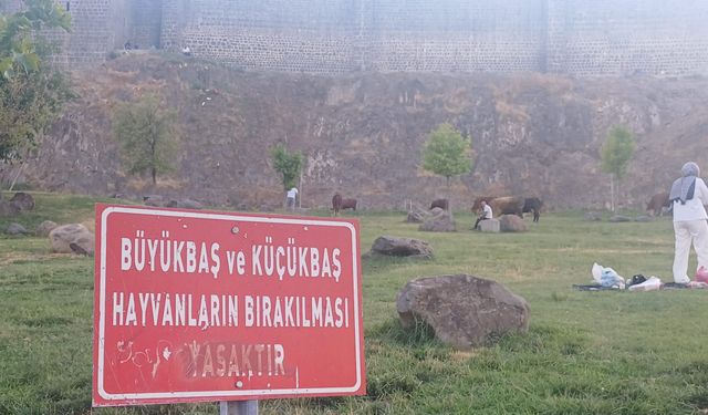 Sur'da tabela “yasak” diyor, inekler ise bildiğini okuyor!