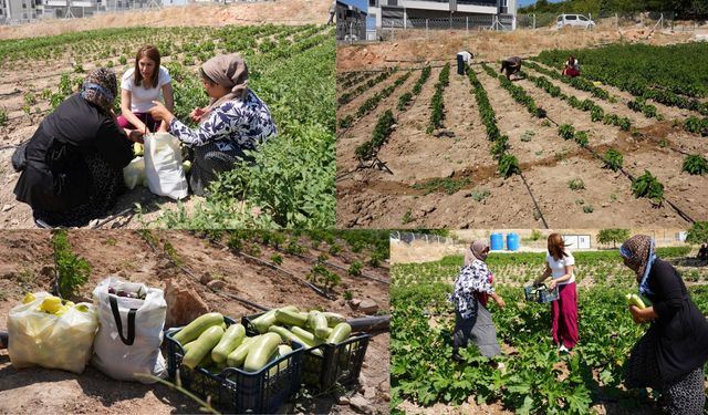 Ergani’de Kadın Komün Kent Bostanı’nda İlk Hasat