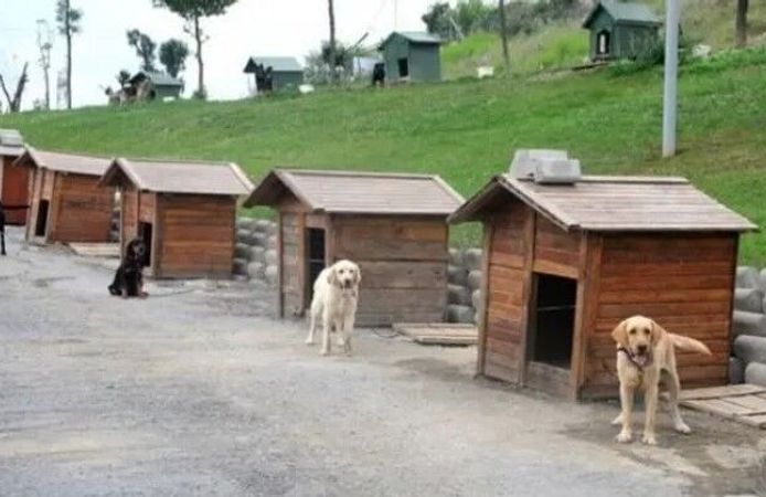 ‘Katil NATO için hayvanların toplatılmasını kabul etmiyoruz’