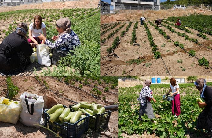 Ergani’de Kadın Komün Kent Bostanı’nda İlk Hasat