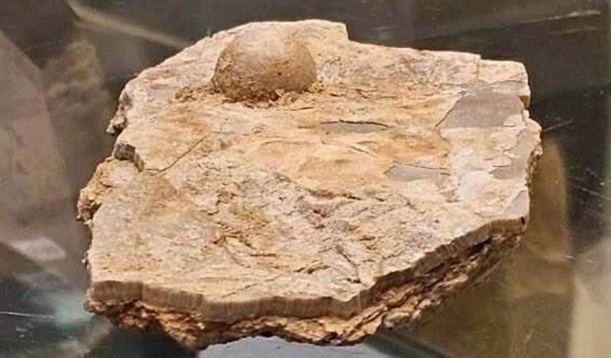 Bilim insanlarını heyecanlandıran keşif
