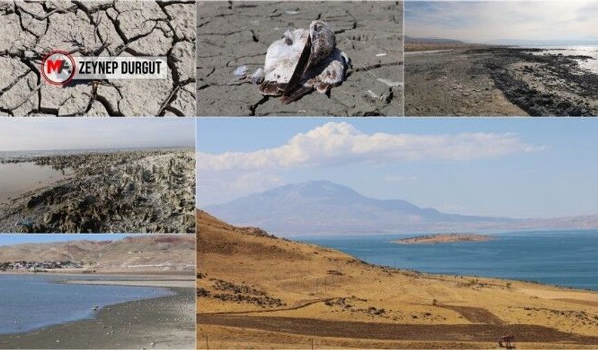 Van’da göller ve sazlıklar kuruyor
