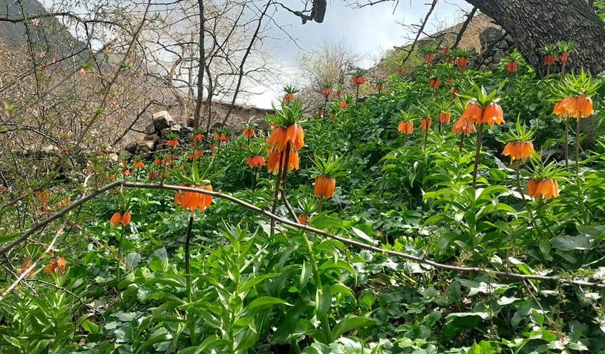 Pervari’de ters laleler açtı: Koparana ağır ceza