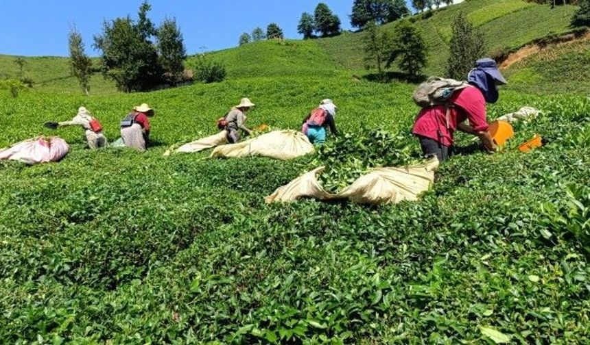 Yaş çay fiyatına ‘yetersiz’ tepkisi