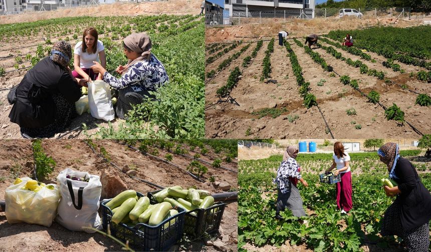 Kadın Emeğiyle Doğal Üretim Başladı