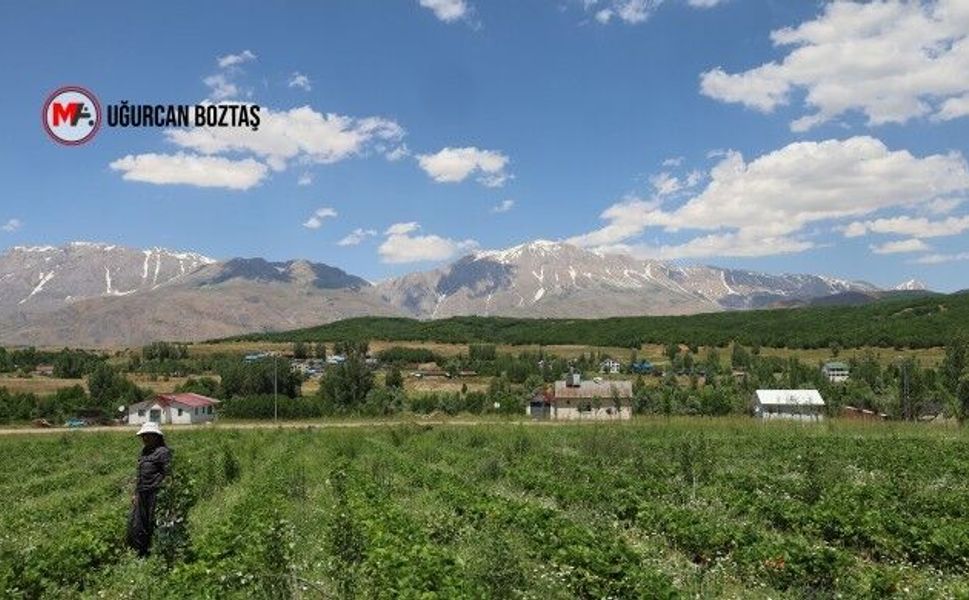 Munzur Dağları’nda çilek üreterek iş olanağı sağlıyor